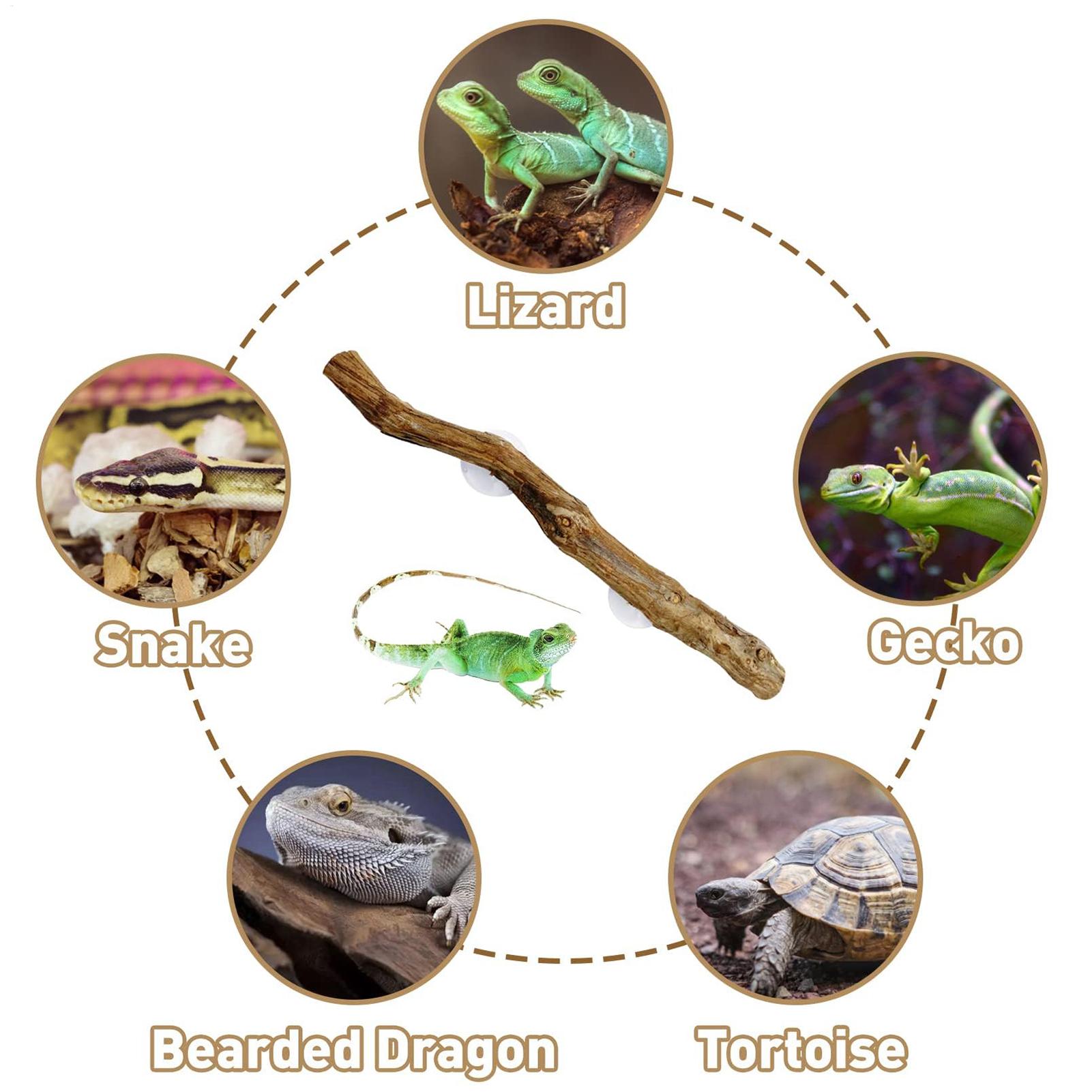 Wooden Snake Climbing Branch R - Home Decor Habitat ulasan dan harga