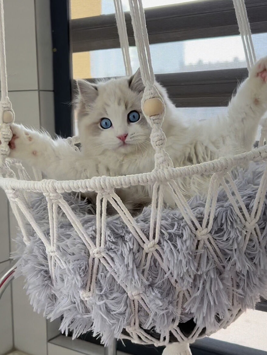 Handmade Cat Hammock Nest Hang - Woven Wall Basket ulasan dan harga